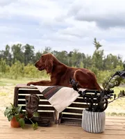 Bilbo, a male Irish Setter for sale in East Dublin, GA – 1 of 5