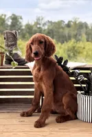 Bilbo, a male Irish Setter for sale in East Dublin, GA – 2 of 5