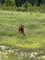 Frodo, a male Irish Setter for sale in East Dublin, GA – 5 of 6