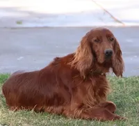 Bilbo, a male Irish Setter for sale in East Dublin, GA – 5 of 5