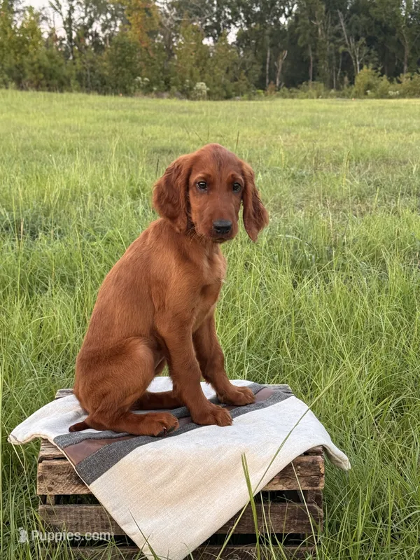 Alexa – Irish Setter puppy for sale in East Dublin, GA