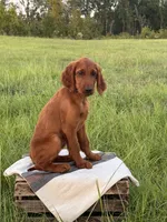 Alexa, a female Irish Setter for sale in East Dublin, GA – 1 of 3