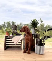 Frodo, a male Irish Setter for sale in East Dublin, GA – 4 of 6