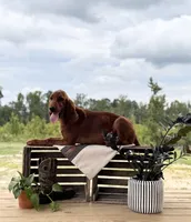Bilbo, a male Irish Setter for sale in East Dublin, GA – 4 of 5