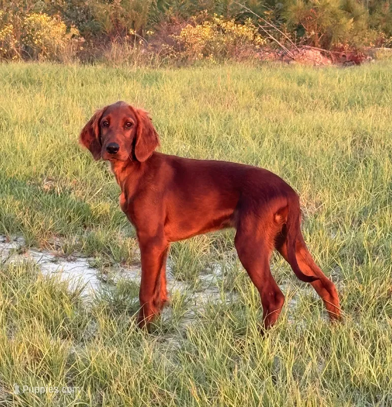 Alexa – Irish Setter puppy for sale in East Dublin, GA