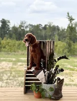 Pippin, a male Irish Setter for sale in East Dublin, GA – 2 of 6