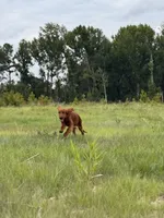 Bilbo, a male Irish Setter for sale in East Dublin, GA – 3 of 5