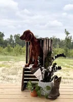 Pippin, a male Irish Setter for sale in East Dublin, GA – 4 of 6