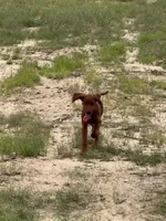 Pippin, a male Irish Setter for sale in East Dublin, GA – 5 of 6
