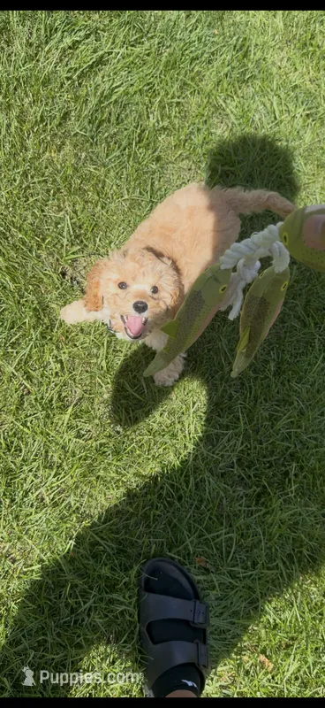 Bella – Cavapoo puppy for sale in Blaine, MN