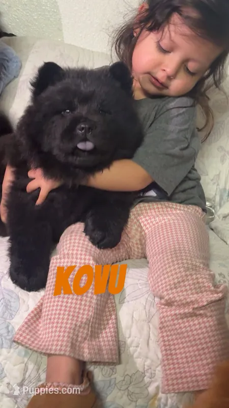 Kovu