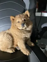 Aurrora , a female Chow Chow for sale in Merced, CA – 6 of 8