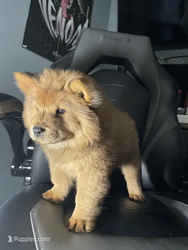 Roxy  – Chow Chow puppy for sale in Merced, CA