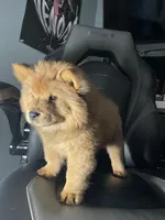 Roxy , a female Chow Chow for sale in Merced, CA – 7 of 7
