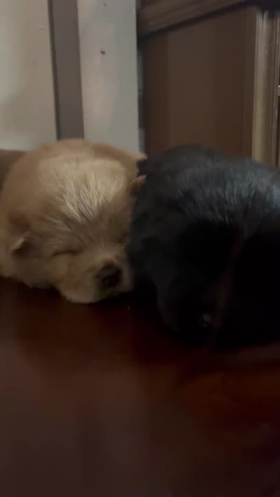 Chow chows , a male Chow Chow for sale in Merced, CA – 2 of 2