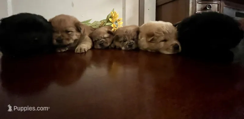 Chow chows  – Chow Chow puppy for sale in Merced, CA