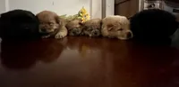 Chow chows , a male Chow Chow for sale in Merced, CA – 1 of 2