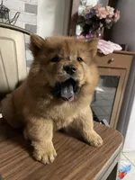 Roxy , a female Chow Chow for sale in Merced, CA – 2 of 3