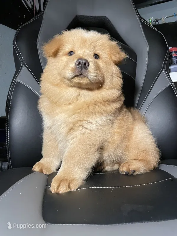 Aslan  – Chow Chow puppy for sale in Merced, CA