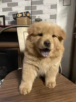 Aslan , a male Chow Chow for sale in Merced, CA – 3 of 5
