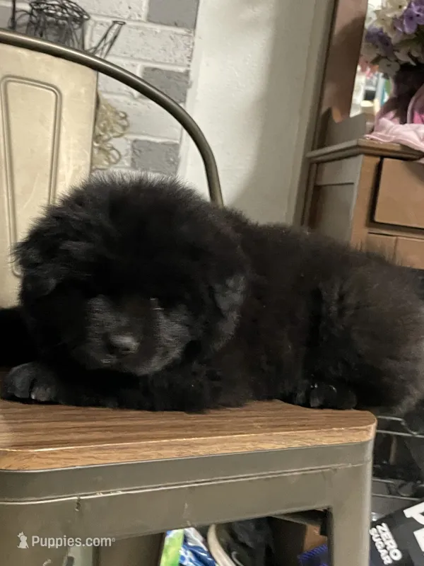 d'vorah – Chow Chow puppy for sale in Merced, CA