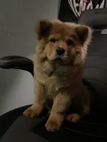 Aurrora , a female Chow Chow for sale in Merced, CA – 5 of 8