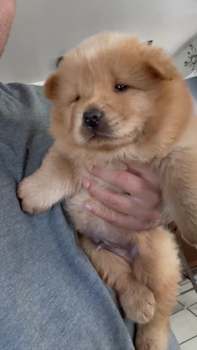 Aslan , a male Chow Chow for sale in Merced, CA – 5 of 5