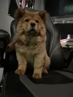Aurrora , a female Chow Chow for sale in Merced, CA – 2 of 8