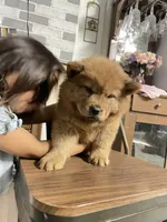 Aurrora , a  Chow Chow for sale in Merced, CA – 2 of 3