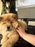 Erza, a female Chow Chow for sale in Merced, CA – Photo 5 of 10