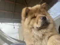 Erza, a female Chow Chow for sale in Merced, CA – Photo 8 of 10