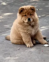 Erza, a female Chow Chow for sale in Merced, CA – Photo 4 of 10