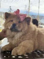 Erza, a female Chow Chow for sale in Merced, CA – Photo 9 of 10