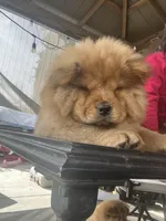 Erza, a female Chow Chow for sale in Merced, CA – Photo 10 of 10