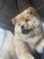 Erza, a female Chow Chow for sale in Merced, CA – Photo 7 of 10