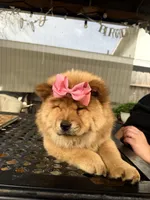 Erza, a female Chow Chow for sale in Merced, CA – Photo 3 of 10