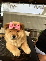 Erza, a female Chow Chow for sale in Merced, CA – Photo 1 of 10