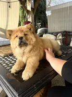Erza, a female Chow Chow for sale in Merced, CA – Photo 6 of 10