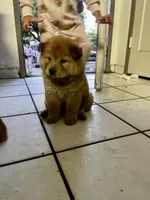 “Baby “ dirty dancing , a female Chow Chow for sale in Merced, CA – 4 of 5