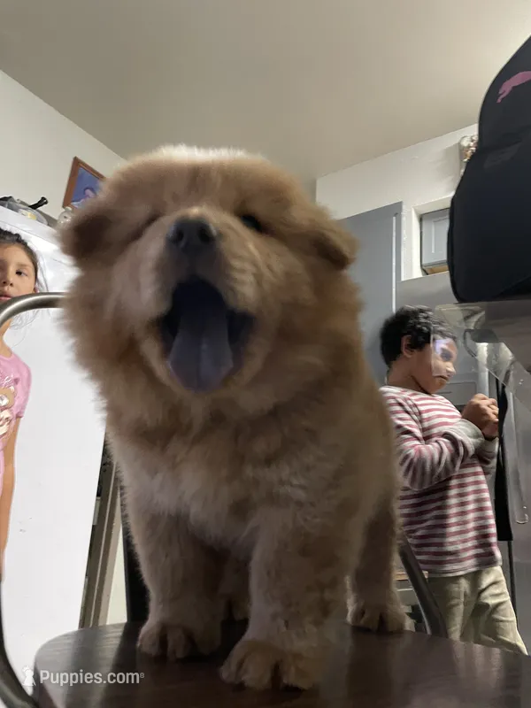 Aslan  – Chow Chow puppy for sale in Merced, CA