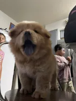 Aslan , a male Chow Chow for sale in Merced, CA – 1 of 5