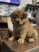“Baby “ dirty dancing , a female Chow Chow for sale in Merced, CA – 5 of 5