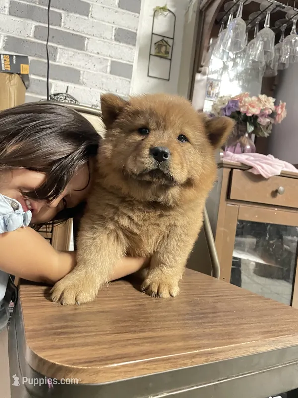 Aurrora  – Chow Chow puppy for sale in Merced, CA