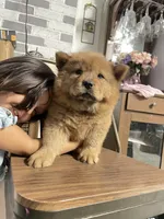 Aurrora , a  Chow Chow for sale in Merced, CA – 1 of 3