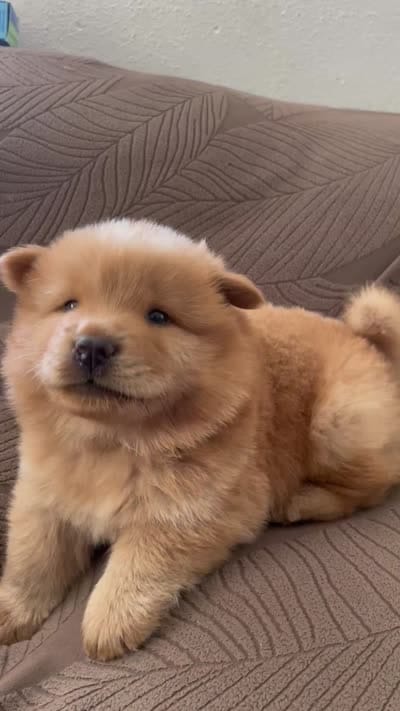 Aslan , a male Chow Chow for sale in Merced, CA – 4 of 5