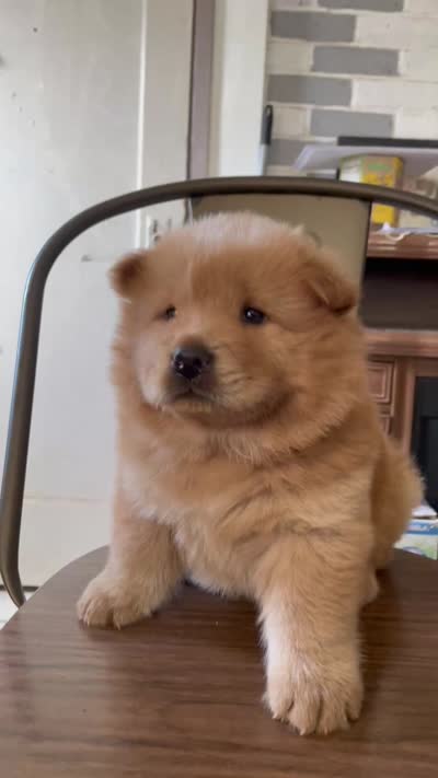 Aslan , a male Chow Chow for sale in Merced, CA – 2 of 5