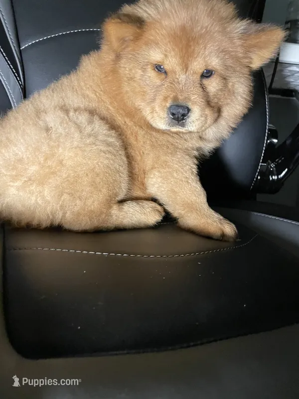 Aurrora  – Chow Chow puppy for sale in Merced, CA