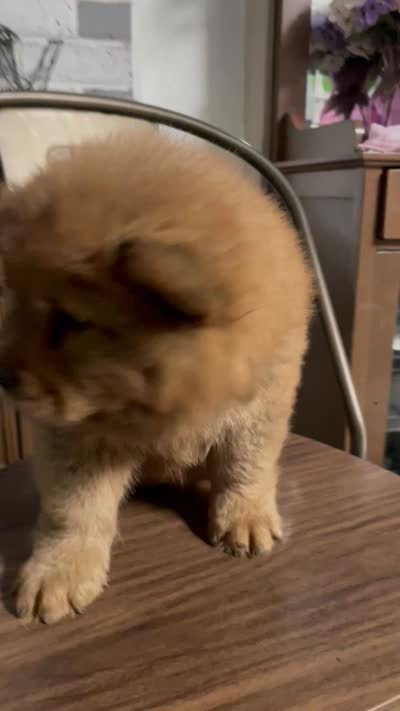 Aurrora , a  Chow Chow for sale in Merced, CA – 3 of 3