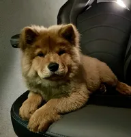 Roxy , a female Chow Chow for sale in Merced, CA – 1 of 7