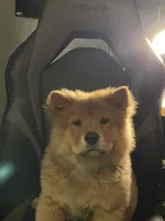 Roxy , a female Chow Chow for sale in Merced, CA – 5 of 7